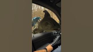 I would literally forget how to drive. Jurassic World: Chaos Theory is now playing!