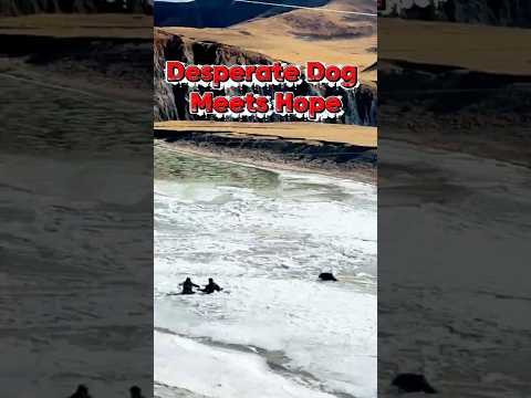 لا شيء سوى الشجاعة الخالصة إنقاذ الحيوانات