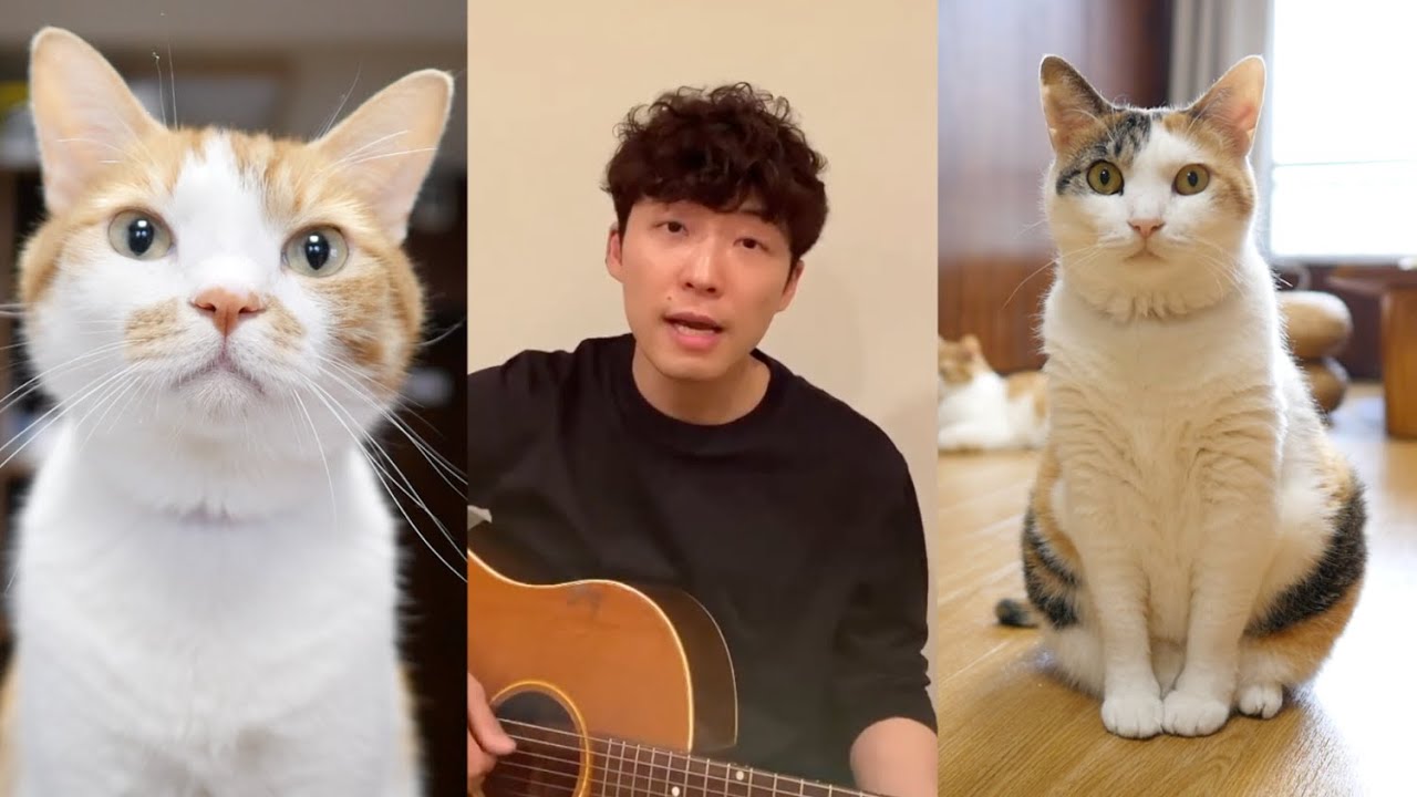 うちで踊ろう 星野源 もしぬこ Youtube