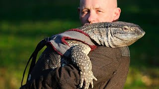 Giant Lizard Back To Strolling English Park