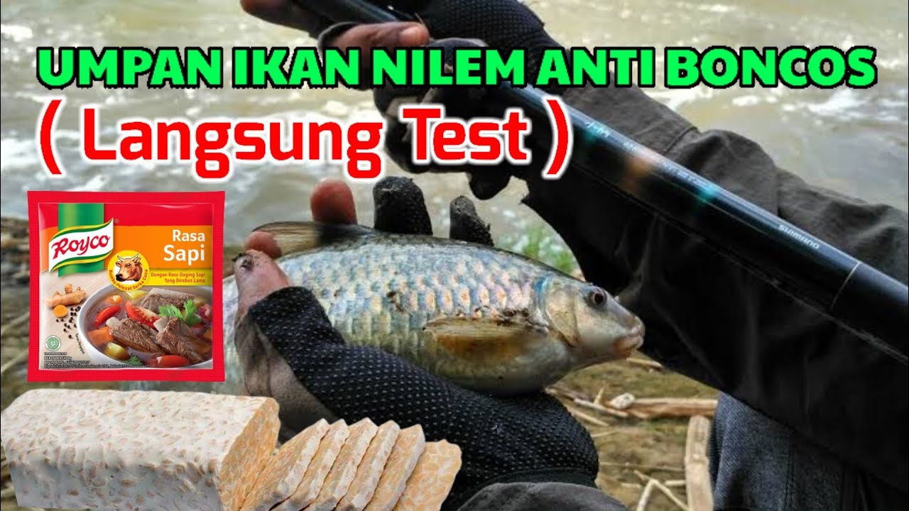 UMPAN IKAN NILEM || PANCING DASARAN