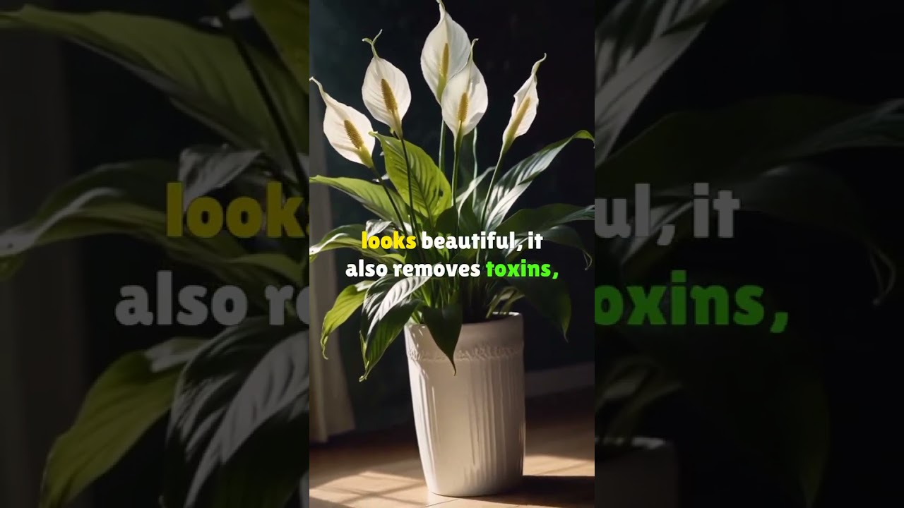 This Plants Can REALLY Improve Your Mood? 