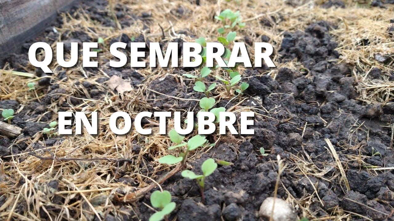 QUE SEMBRAR EN OCTUBRE// Calendario de Siembra // Hemisferios SUR y NORTE YouTube QUE SEMBRAR EN OCTUBRE// Calendario de Siembra // Hemisferios SUR y NORTE YouTube