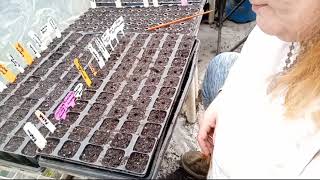 Starting Our Hot Pepper Seeds by Old Ways Gardening and Prepping 175 views 1 month ago 35 minutes