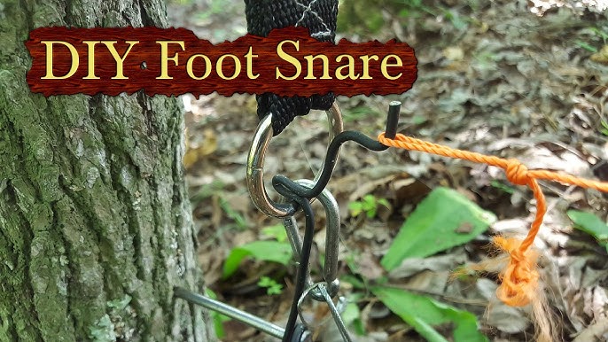 How to Set a Snare for Hogs and Deer 