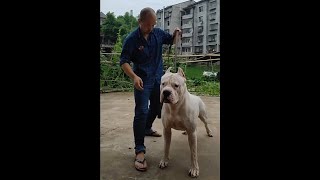 VERY LARGE DOGO ARGENTINO