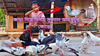 সুলতান আর চু চুর জোরকে একসাথে জোড়া দেওয়ার সময় হয়ে গেছে ? টিয়াপাখিটা চলে যাওয়া দেখতে পারলাম না