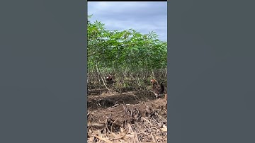 Bầy gà rừng đầu mùa bằng gà mái qua nhanh tốc độ #garung #garungquyhiem #garungtrong #garungmai