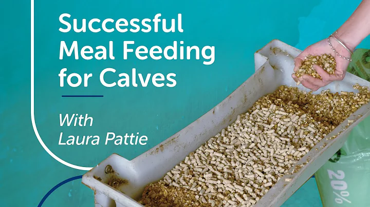 Successful Meal Feeding for Calves | PGG Wrightson Tech Tips