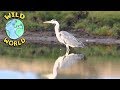 Wild world  grey heron  zeekay