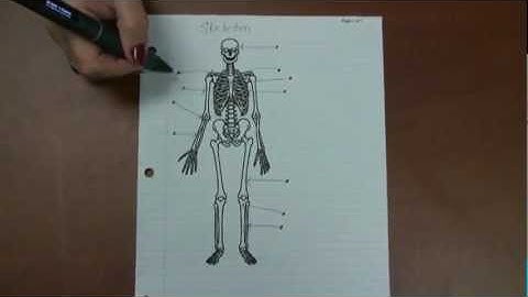 LS - Audio Study Guide - Skeleton Example - Livescribe Education Example