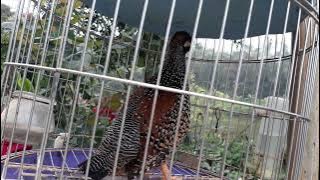 028 178  Đa đa tóc cò   gáy sáng