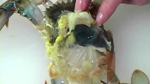 How to Clean Soft Shell-Crab.flv