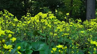 dela - Ursus Arctos Horribilis