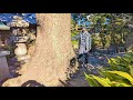 めちゃんこ大きいクスノキの特殊伐採! Logging of very large camphor trees