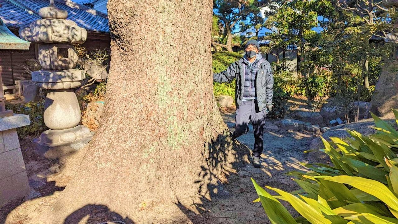 めちゃんこ大きいクスノキの特殊伐採!　Logging of very large camphor trees