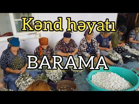 Video: Rəngli Barama