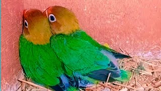 Adorable Lovebird Twins🦜🦜: Peek-a-Boo from Their Cozy Nest 🐦👀🏠"