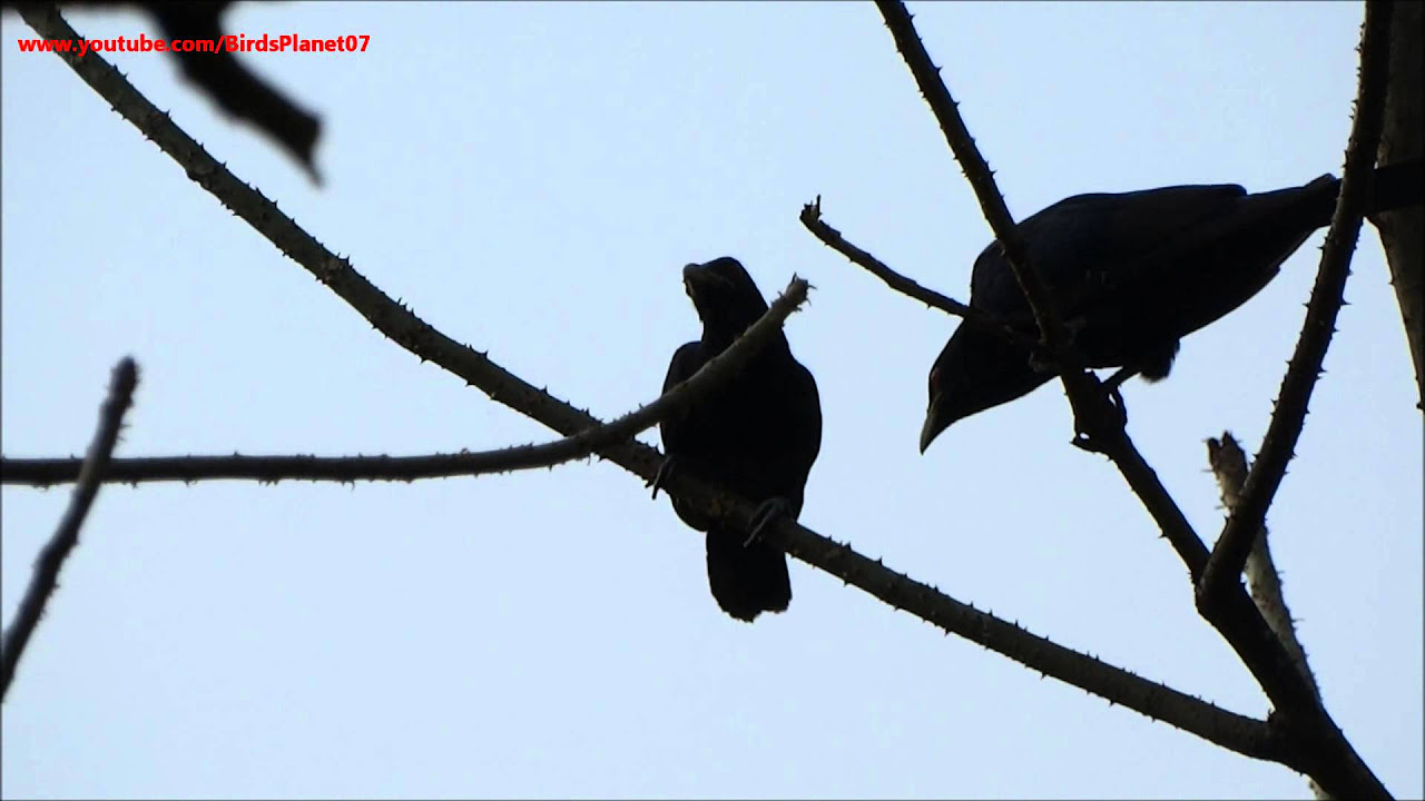 Beautiful song sang by  two Koel made for each other