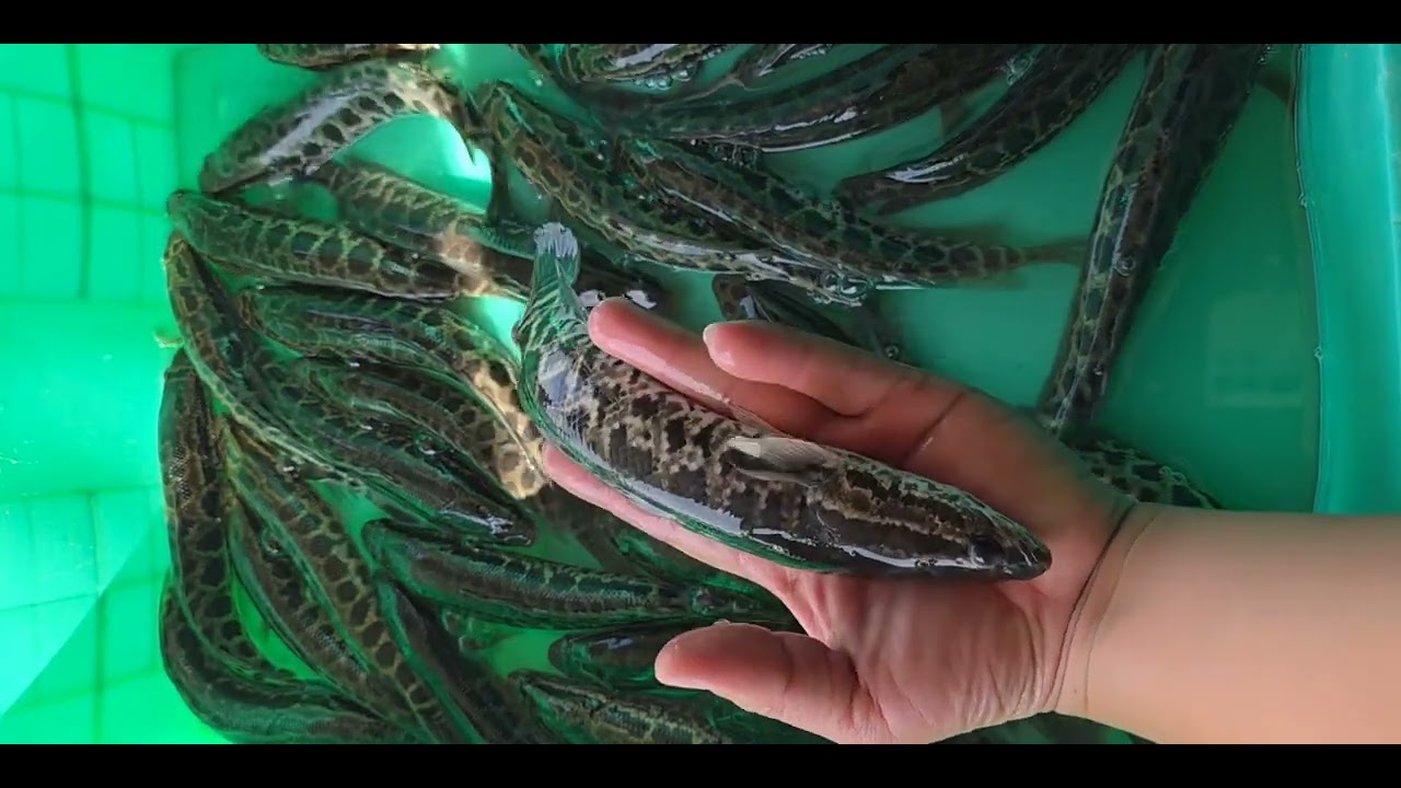 @thuysanwork ⚡ Giống Cá Chuối Hoa giá 15-18k/con #cálócvn #cáchuốihoa @cadacsan @giathuysan