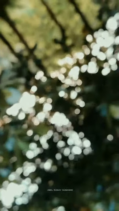Bokeh Status Video