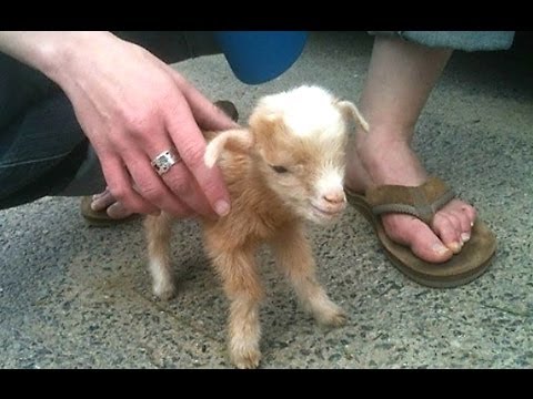 Βίντεο: Πρόβατα για μωρά
