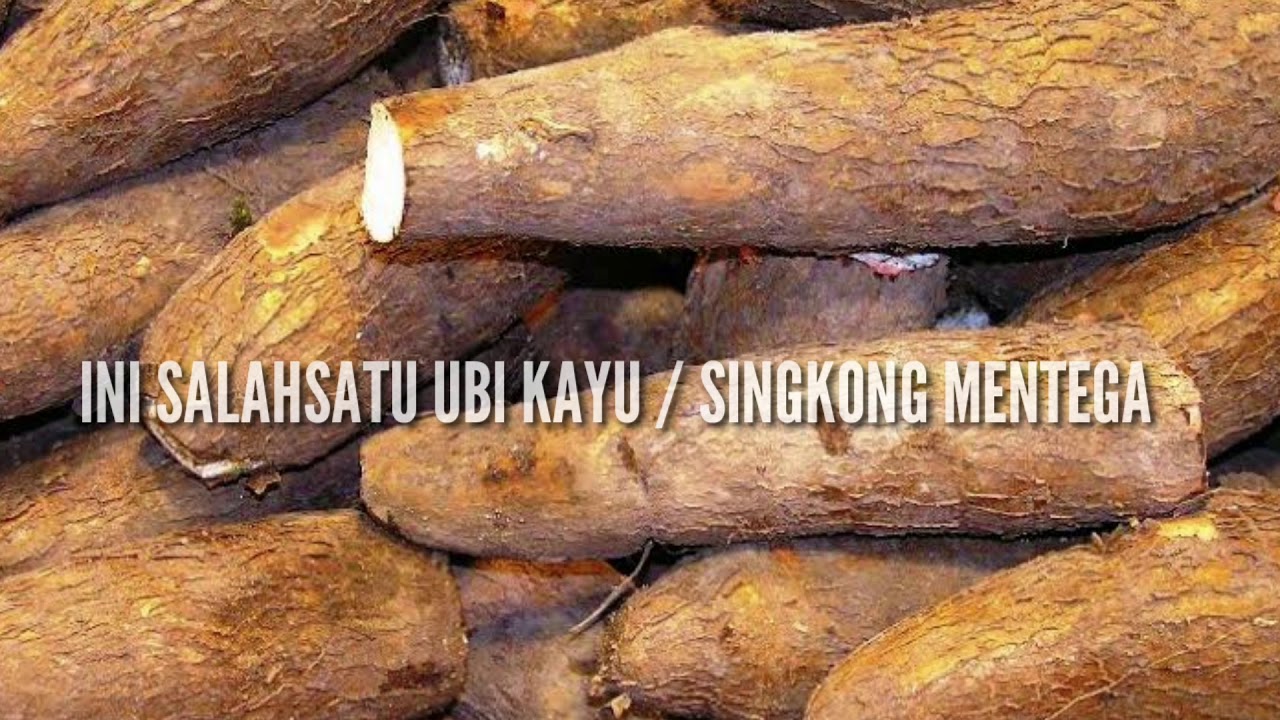 PANEN UBI KAYU 