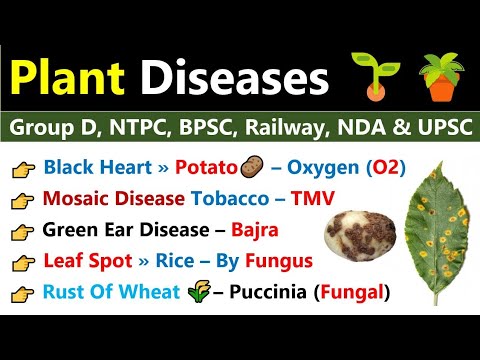 Plant Diseases | Plant Disease Gk MCQs ??| Viral, Bacterial Fungal Diseases | Disease Gk Questions |