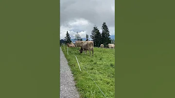 Cows Between Rigi Staffel And Rigi First 