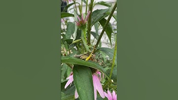 Praying Mantis eating a grasshopper 🦗
