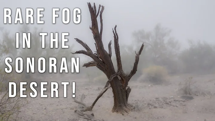 Rare Foggy Morning in the Sonoran Desert