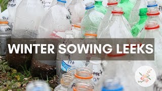 Winter Sowing Leek Seeds - Growing Leeks in Zone 6b/7 - Urban Organic Garden