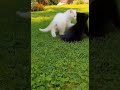 Тайные игры за звание главного милашки сада!