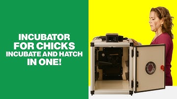 Best Incubator for Chicks 🥚 Incubate and Hatch In One!