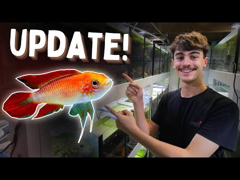 Making Changes to MAXIMISE Profit! (Fish Room Update!)