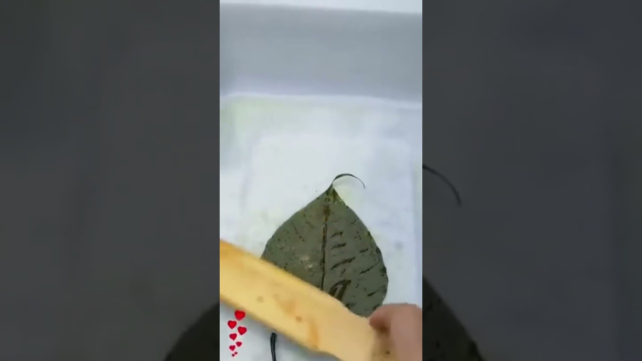 Removing chlorophyll from a leaf to make it transparent…