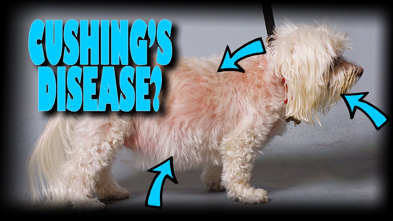 Stages Of Cushings Disease In Dogs