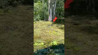 Buaya Menyamar di air Bening #shorts #predator #buaya
