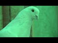 Иранские голуби Бехнама Мирзаи в Астрахани!