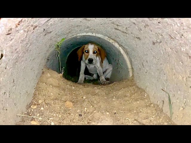 Skinny Abandoned Puppy Found Shelter In The Pipe