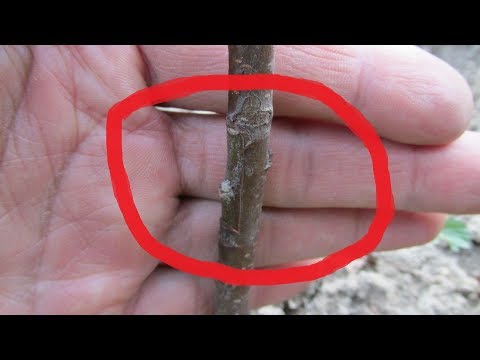 Прививка (окулировка) яблонь осенью - результат