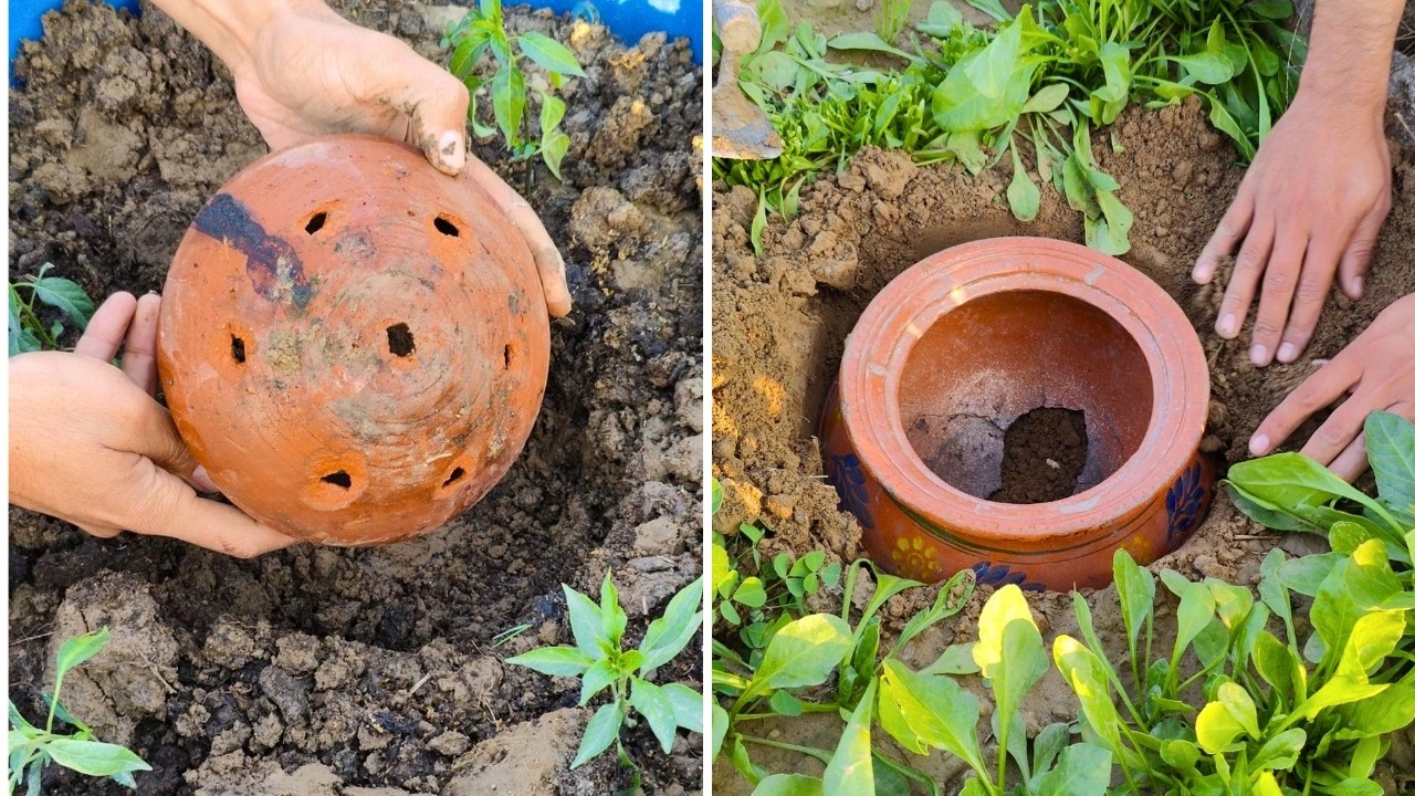 Plants Exploded No Compost? Do THIS Instead — Watch Your Soil Turn SUPER RICH! Plants ...