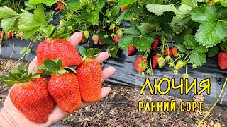 🍓ЛЮЧИЯ🍓сорт КСД. 15.05.2024. Ставрополь.