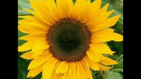 Std 4 Evs ch 11 explanation part 3