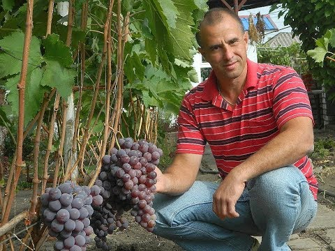 Видео: Сортове грозде с описание: характеристики, грижи и отзиви