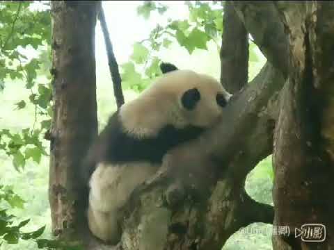 萌熊貓好療癒!