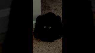 the VOID #shorts #cat