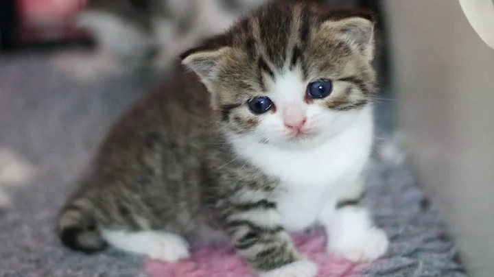 Video 3387291: british shorthair silver tabby, british shorthair cattery, tabby bicolour, kitten playing mom, little kitten playing