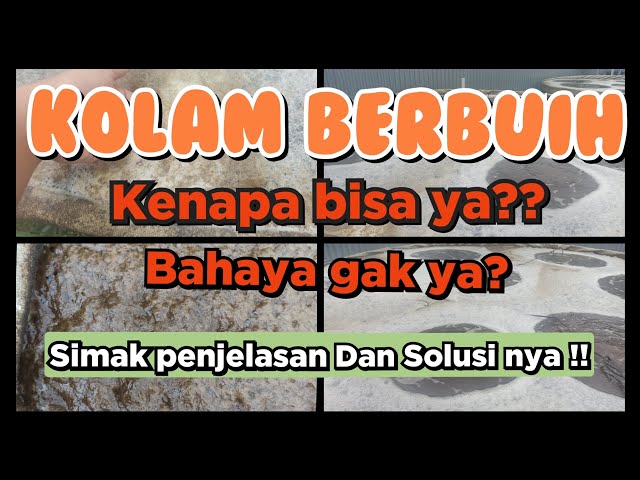 Penyebab Kolam Ikan Berbuih (Berbusa) dan Cara Gampang Mengatasi nya!! class=