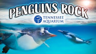 Visit the Tennessee Aquarium's Ocean Journey | Spago ...
